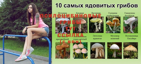 шишки Горняк